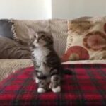 (VIDEO)This Kitten Hears Her Favorite Song Play. What She Does? You Have to See This!