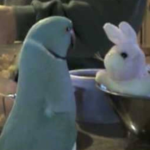 (VIDEO)Parrot Gets Stuffed Bunny for Birthday… Just Listen to How He Greets His New Buddy, Lol!!!