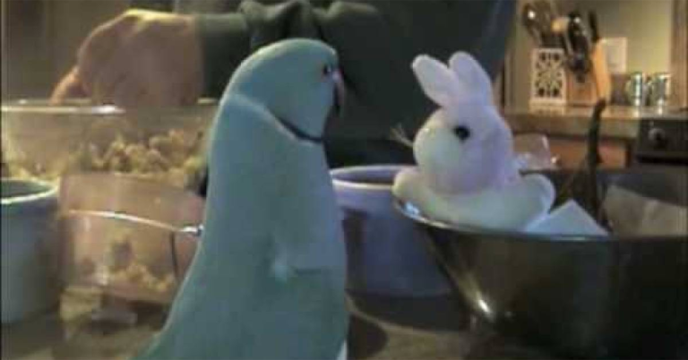 (VIDEO)Parrot Gets Stuffed Bunny for Birthday… Just Listen to How He Greets His New Buddy, Lol!!!