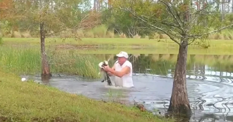 (VIDEO)Alligator snatches puppy but quickly learns he messed with the wrong dad