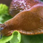 Man Ate a Slug After Being Dared by His Friends Leading to a Tragic End