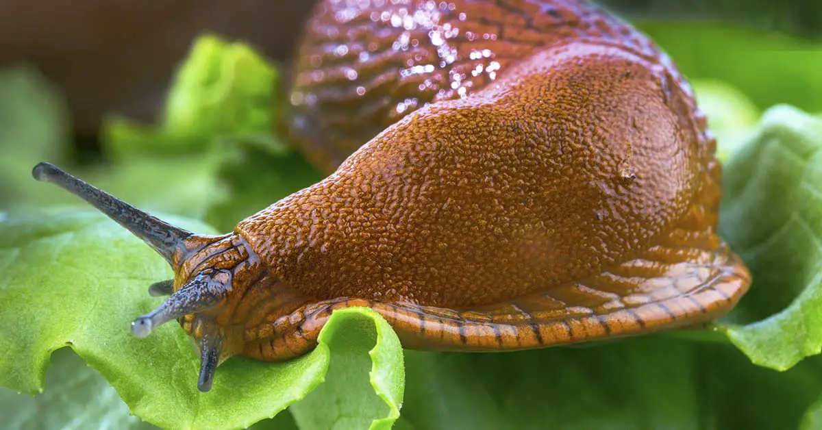 Man Ate a Slug After Being Dared by His Friends Leading to a Tragic End