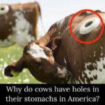 What Are Portholes, and Why Are They Used On Cows?