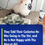 (VIDEO)They told their Cockatoo he was going to the Vet, and he had the best reaction ever. Hilarious!