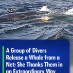 (VIDEO)A Group of Divers Release a Whale from a Net; She Thanks Them in an Extraordinary Way