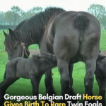 Gorgeous Belgian Draft Horse Gives Birth To Rare Twin Foals