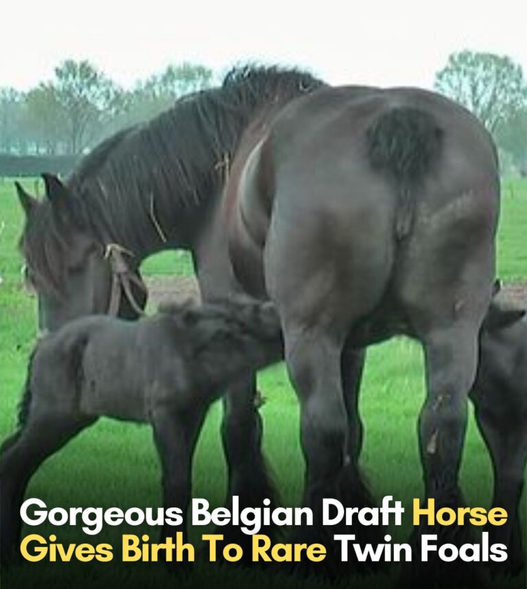 Gorgeous Belgian Draft Horse Gives Birth To Rare Twin Foals