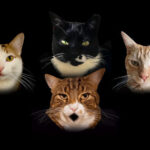 (VIDEO)“Bohemian Catsody” has 4 cats parody Queen’s ‘Bohemian Rhapsody’ in hilarious video