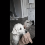 (VIDEO)Mom Feeds Dog A Treat, But It’s What The Dog With The Bear Does That Has The Internet In Fit Of Laughter