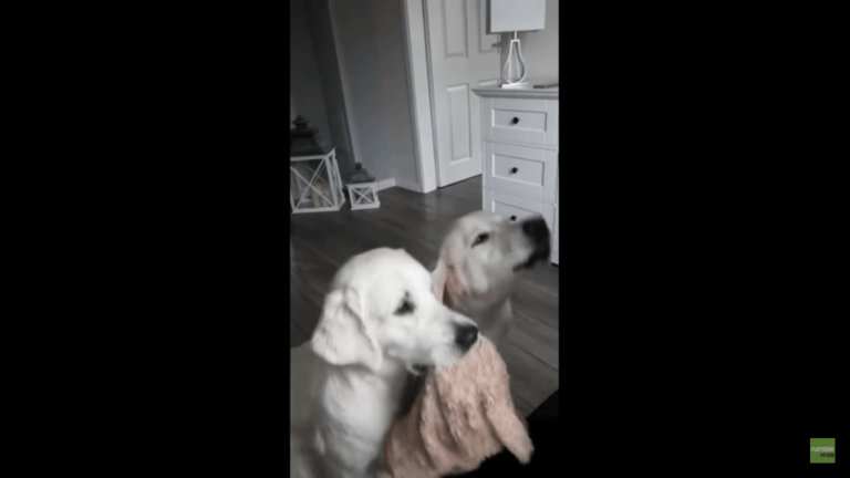 (VIDEO)Mom Feeds Dog A Treat, But It’s What The Dog With The Bear Does That Has The Internet In Fit Of Laughter