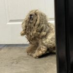 A Shelter Finds A Neglected Dog With Three Pounds Of Matted Fur And Rescues Him. Better Take A Sit Before Seeing Him Now