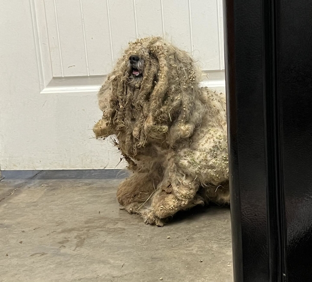 A Shelter Finds A Neglected Dog With Three Pounds Of Matted Fur And Rescues Him. Better Take A Sit Before Seeing Him Now