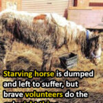 (VIDEO) Starving horse Heidi is dumped in mud and left to suffer – volunteers save her and now she’s winning awards…