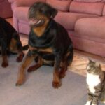 (VIDEO)He Asked His Dogs To Roll Over. When I Saw The Cat’s Reaction, I Was In Stitches!!