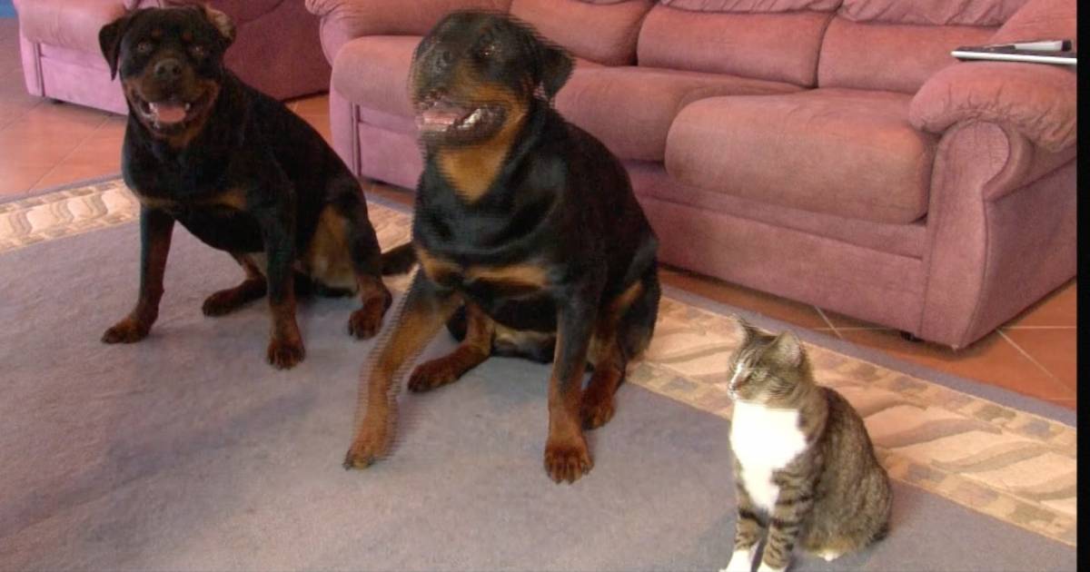 (VIDEO)He Asked His Dogs To Roll Over. When I Saw The Cat’s Reaction, I Was In Stitches!!