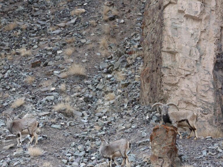 People left stumped after trying to spot the snow leopard in stunning photo: ‘Do I need to get my eyes checked?’