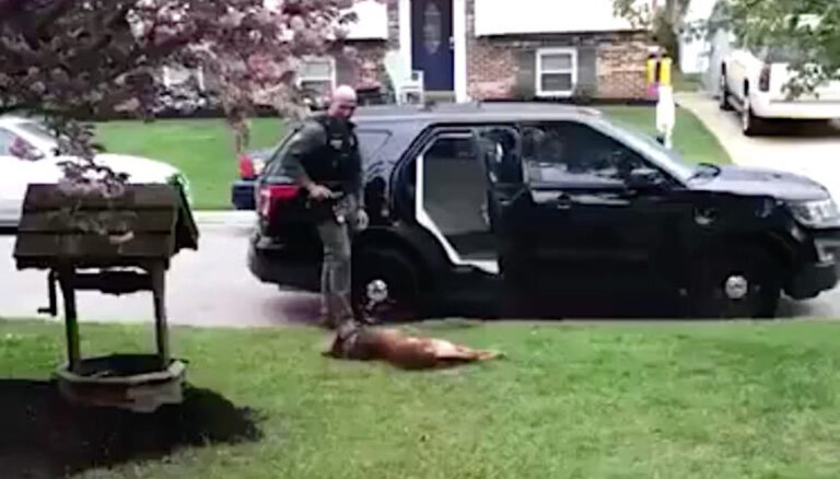 (VIDEO)Adorable K9 officer refuses to go to work-Now keep your eye on K9 Jango fett’s tail