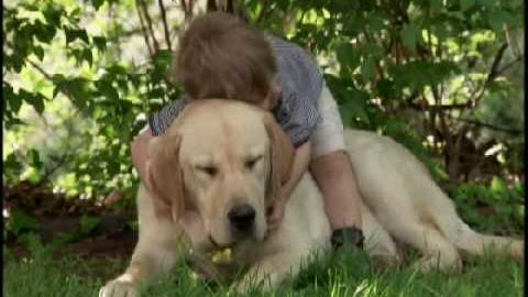 (VIDEO)Little Boy Crawls On Top Of This Big Dog – But It Was The Dog’s Response That Had Me Awestruck…