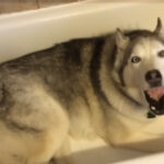 (VIDEO)Husky Tells His Mom He Wants To Take a Bath, But When She Says ‘No’ He Begins His Hysterical Tantrum