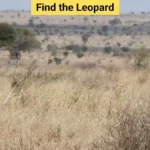 Optical Illusion: If you can spot the leopard in just 5 seconds, you’ve got hunter eyes!