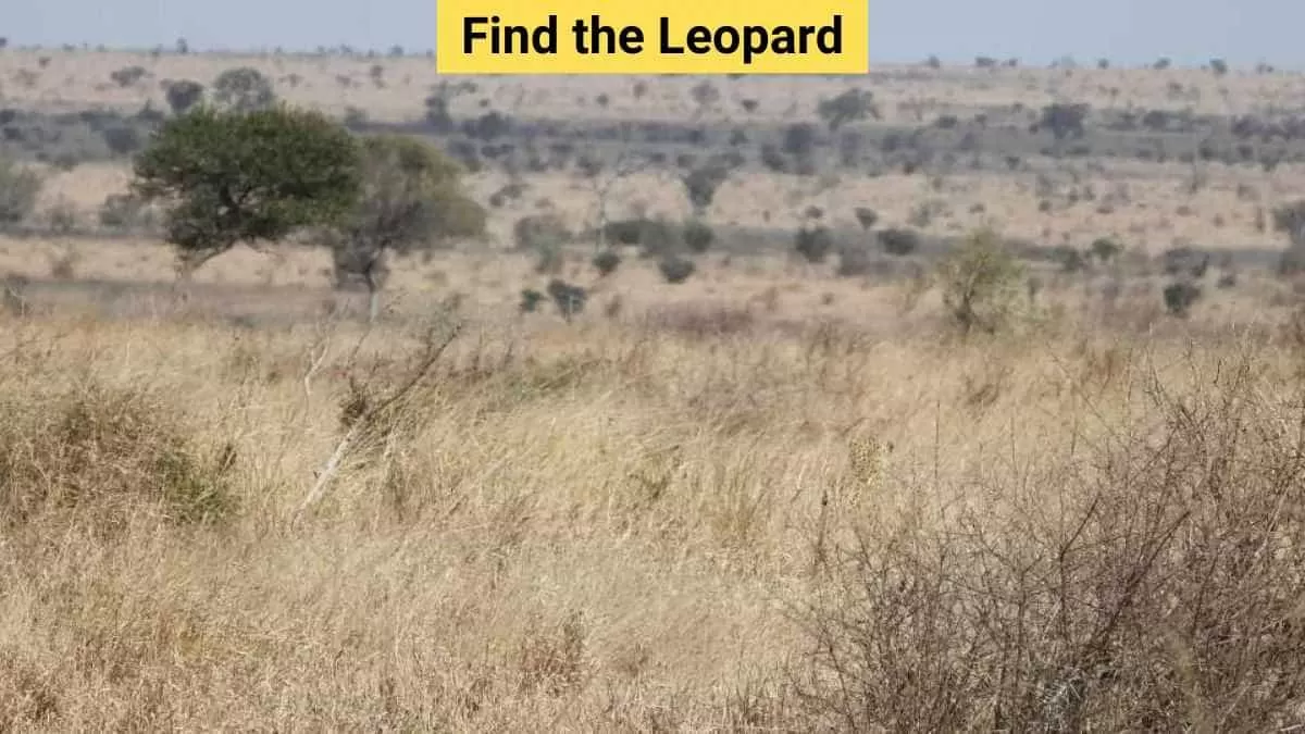 Optical Illusion: If you can spot the leopard in just 5 seconds, you’ve got hunter eyes!