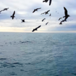 (VIDEO)He was filming seagulls, when this leaps out of the water? He can’t stop screaming… OMG!