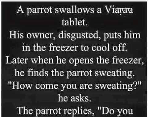 Parrot’s Hilarious Mishap with a “Special” Tablet!