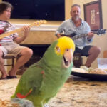 (VIDEO)Parrot performs 1969 Rolling Stones classic with moves like Mick Jagger