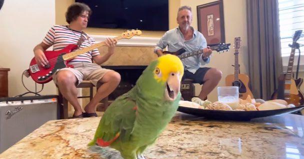 (VIDEO)Parrot performs 1969 Rolling Stones classic with moves like Mick Jagger