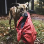 Four Years after My Husband Went Missing, a Dog Brought Me the Jacket He Was Wearing on the Day He Disappeared