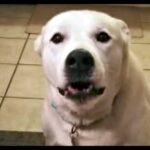 (VIDEO)His Humans Ask Him To Speak But They Certainly Didn’t Expect This!