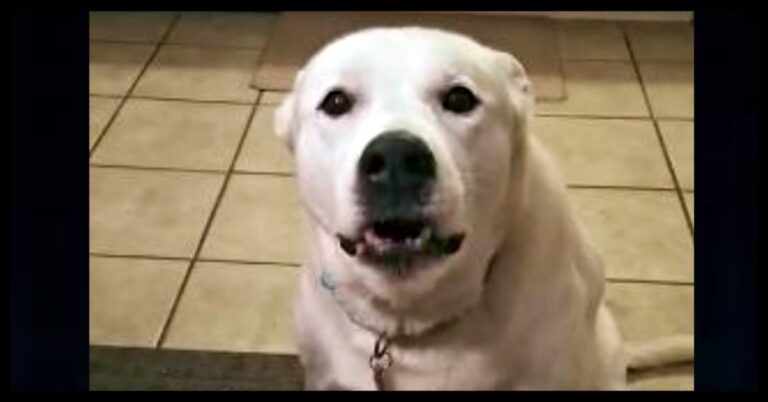 (VIDEO)His Humans Ask Him To Speak But They Certainly Didn’t Expect This!