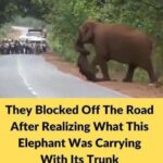 (VIDEO)They Blocked Off The Road After Realizing What This Elephant Was Carrying With Its Trunk (VIDEO) :