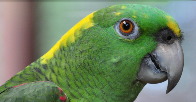 You’ll Be In Tears Over This Parrot Hysterically Singing ‘Margaritaville’