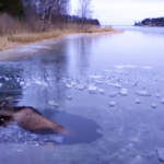 (VIDEO)Helpless Moose Falls Through The Ice and Gives Up All Hope, But Watch What This Brave Woman Does