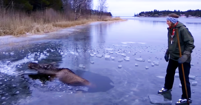 (VIDEO)Helpless Moose Falls Through The Ice and Gives Up All Hope, But Watch What This Brave Woman Does