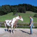 (VIDEO)Man Begins Dancing, but His Horse Takes Center Stage