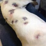 She thought dog was full of bites – then vet looks closer and calls the police