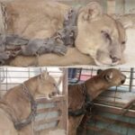 A lion from the circus was confined for a period of 20 years. Witness his response upon being set free.