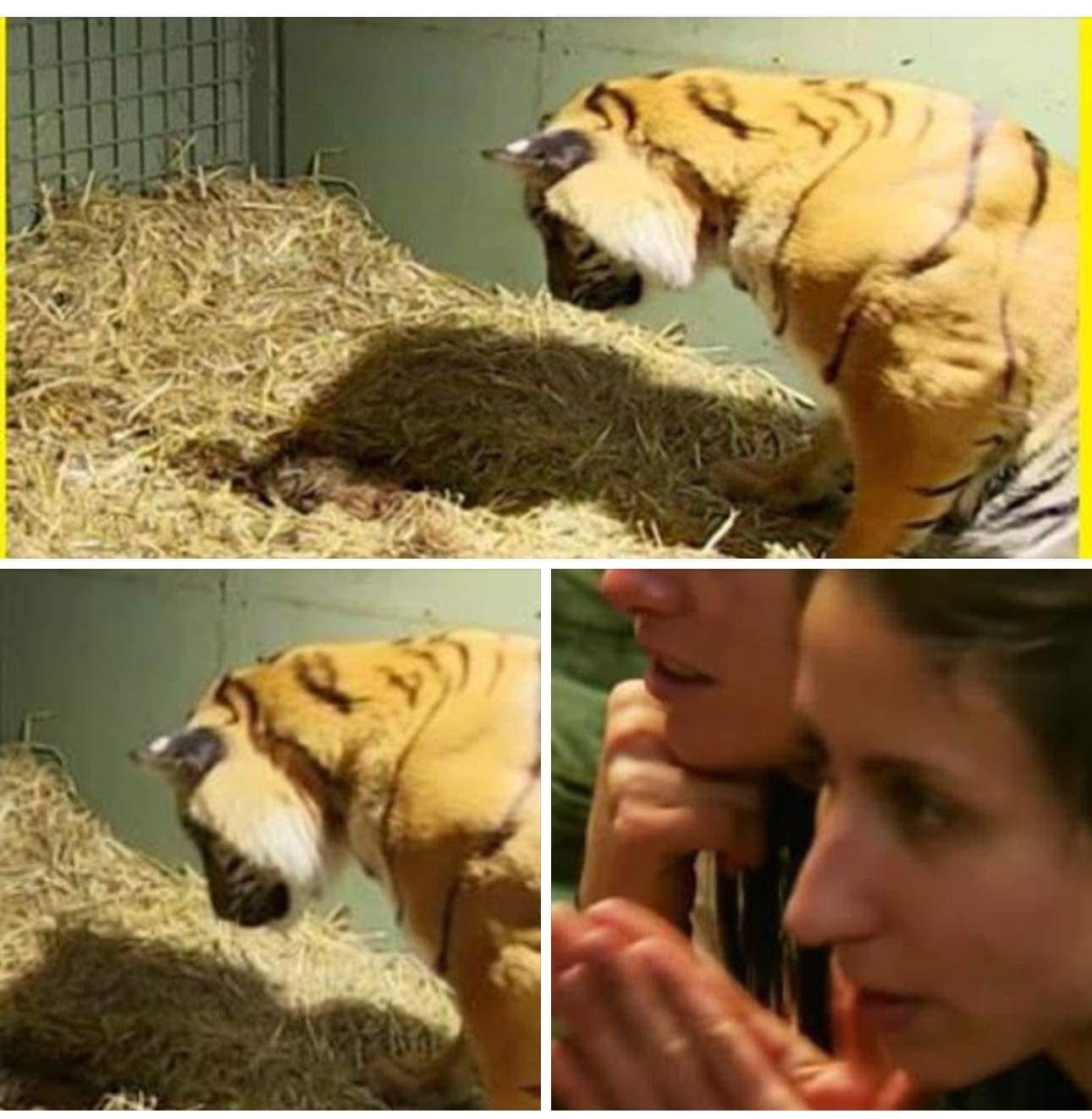 Tiger gives birth to a lifeless cub only to have caretakers astonished when her mother’s instincts kick in