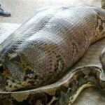 (VIDEO)These Workers Found A Giant Snake – You Won’t Believe What They Found Inside!