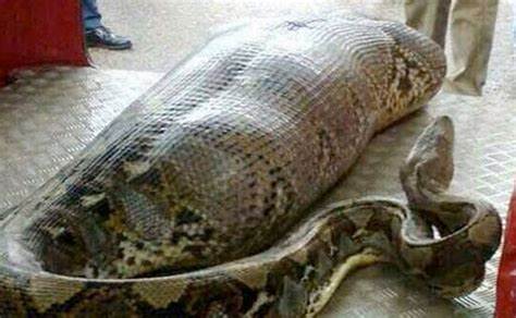 (VIDEO)These Workers Found A Giant Snake – You Won’t Believe What They Found Inside!