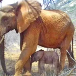 Wild elephant brings her newborn to meet the people who saved her