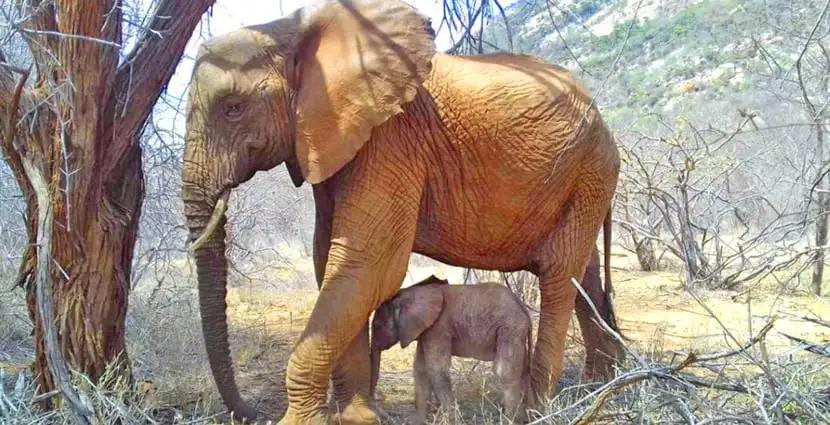 Wild elephant brings her newborn to meet the people who saved her