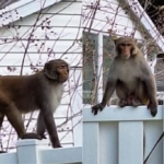 Wild Monkeys Are on the Loose in Florida and Cops Are Freaking Out