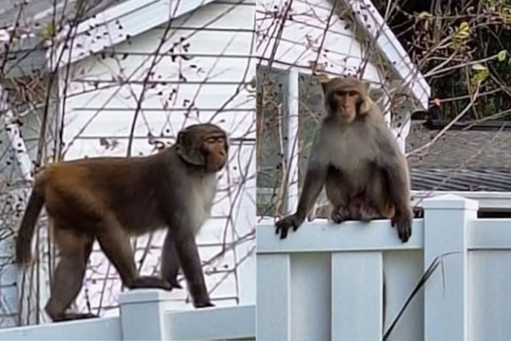 Wild Monkeys Are on the Loose in Florida and Cops Are Freaking Out