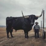 Animals I just invested $6,500 in a registered Black Angus bull.