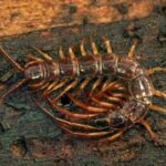 Why You Might Want to Rethink Killing That House Centipede