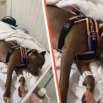 Dog Saves Mother’s Life and Refuses to Leave Hospital Bed While Doctors Fought for Her Life