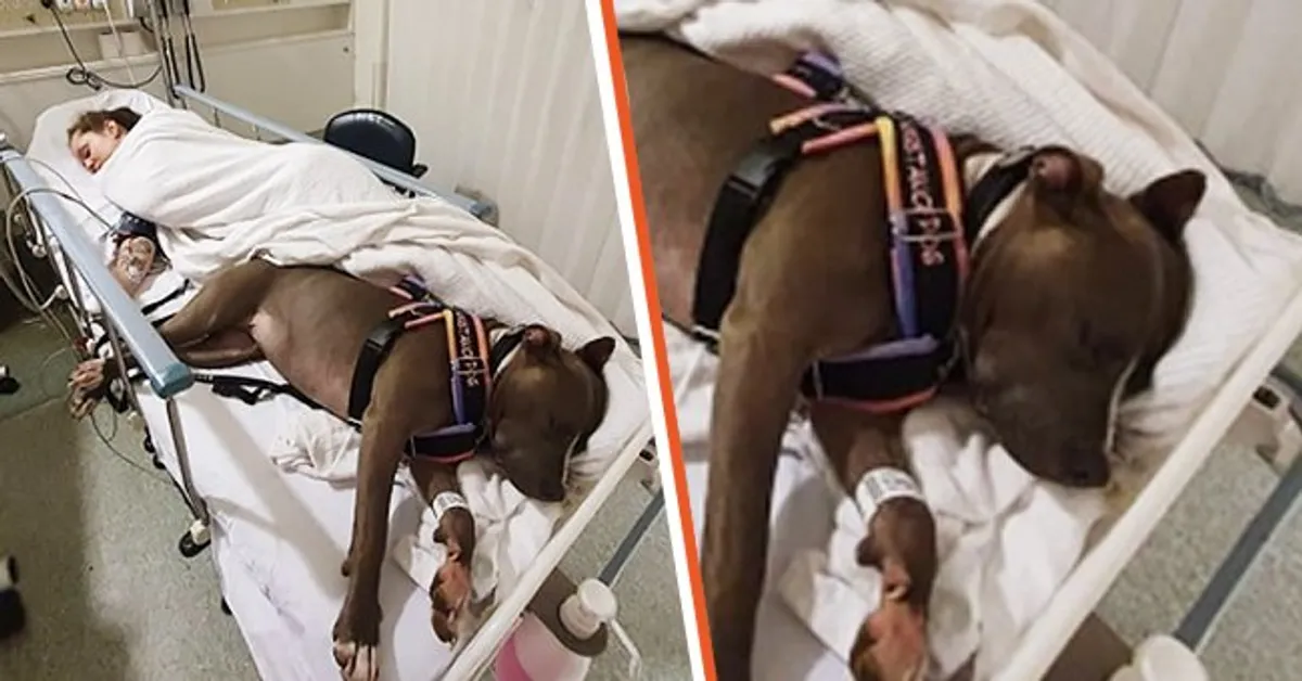 Dog Saves Mother’s Life and Refuses to Leave Hospital Bed While Doctors Fought for Her Life